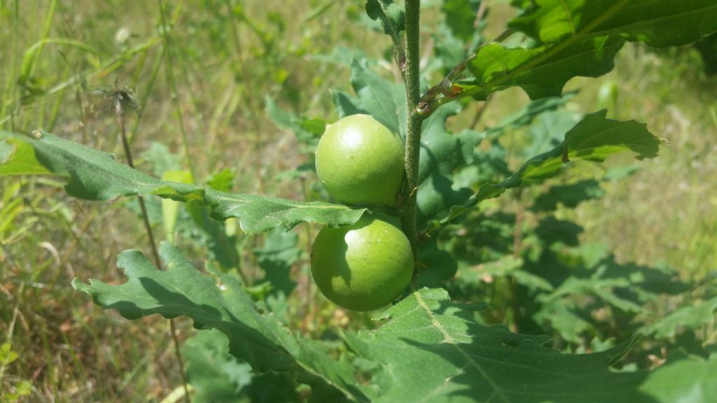 Galle verdi (su quercia) di Andricus quercustozae (Cynipidae)